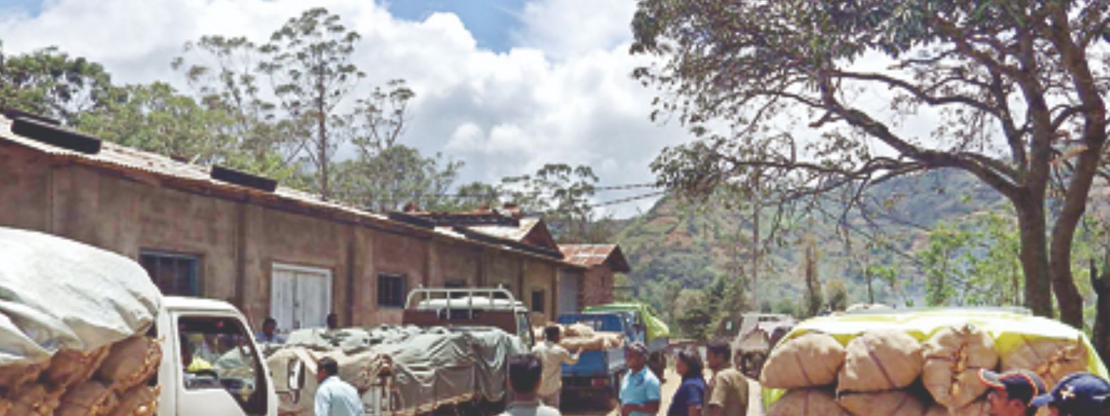 Procurement Drive for Potato Farmers Begins